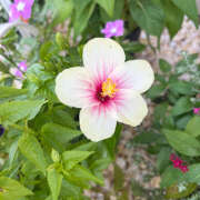 ヒメ日記 2025/09/14 03:41 投稿 知花 HERMINE-エルミネ-