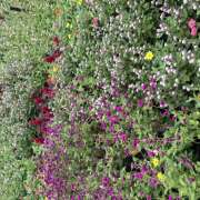 ヒメ日記 2025/09/21 06:43 投稿 知花 HERMINE-エルミネ-