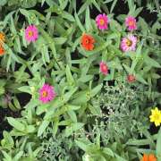 ヒメ日記 2025/09/26 08:36 投稿 知花 HERMINE-エルミネ-