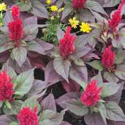 ヒメ日記 2025/09/27 08:14 投稿 知花 HERMINE-エルミネ-