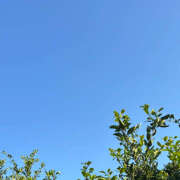 ヒメ日記 2025/11/16 08:19 投稿 知花 HERMINE-エルミネ-