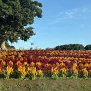 ヒメ日記 2025/11/25 08:42 投稿 知花 HERMINE-エルミネ-