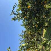 ヒメ日記 2025/11/30 09:02 投稿 知花 HERMINE-エルミネ-