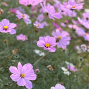 ヒメ日記 2025/12/09 21:54 投稿 知花 HERMINE-エルミネ-