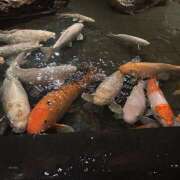 知花 🐟🐟🐟 HERMINE-エルミネ-