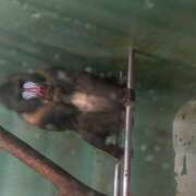 ヒメ日記 2025/12/23 22:23 投稿 知花 HERMINE-エルミネ-