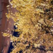 ヒメ日記 2025/12/27 05:13 投稿 知花 HERMINE-エルミネ-