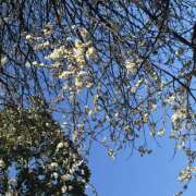 ヒメ日記 2026/02/25 12:16 投稿 知花 HERMINE-エルミネ-