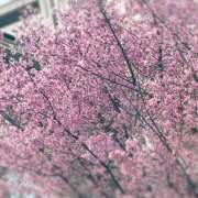 ヒメ日記 2026/03/13 15:54 投稿 知花 HERMINE-エルミネ-