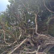 ヒメ日記 2026/03/19 11:49 投稿 知花 HERMINE-エルミネ-