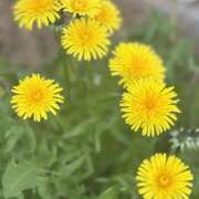 ヒメ日記 2026/04/08 11:17 投稿 知花 HERMINE-エルミネ-