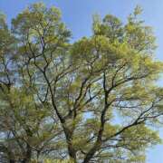 ヒメ日記 2026/04/11 19:07 投稿 知花 HERMINE-エルミネ-