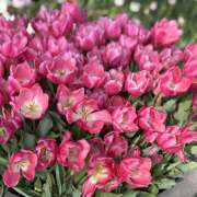 ヒメ日記 2026/04/12 09:01 投稿 知花 HERMINE-エルミネ-