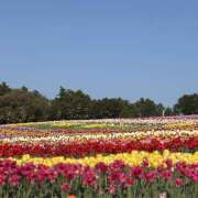 ヒメ日記 2026/04/15 11:39 投稿 知花 HERMINE-エルミネ-