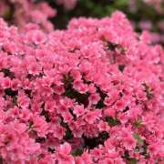 ヒメ日記 2026/04/20 10:52 投稿 知花 HERMINE-エルミネ-