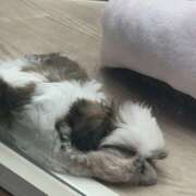 ヒメ日記 2026/04/20 23:53 投稿 知花 HERMINE-エルミネ-