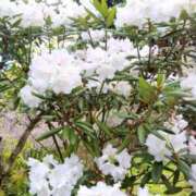 ヒメ日記 2025/04/16 13:44 投稿 ももか 沼津人妻花壇