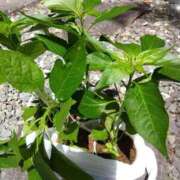 ヒメ日記 2025/05/08 13:42 投稿 ももか 沼津人妻花壇