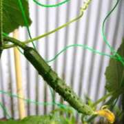 ヒメ日記 2025/06/10 18:00 投稿 ももか 沼津人妻花壇