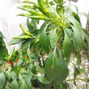 ヒメ日記 2025/07/07 10:26 投稿 ももか 沼津人妻花壇