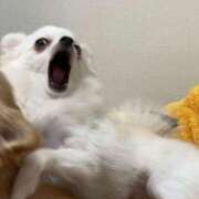 ヒメ日記 2024/12/17 19:40 投稿 いのり（動画撮影OＫ） OKINI Tokyo in 蒲田