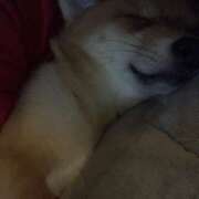 ヒメ日記 2024/12/20 16:20 投稿 いのり（動画撮影OＫ） OKINI Tokyo in 蒲田