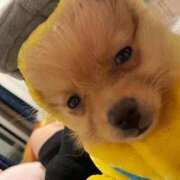 ヒメ日記 2024/12/27 18:20 投稿 いのり（動画撮影OＫ） OKINI Tokyo in 蒲田