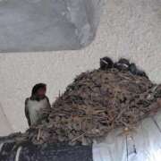 ヒメ日記 2025/06/27 19:04 投稿 ほたる※ニューハーフ 福島♂風俗の神様 郡山店