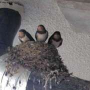 ヒメ日記 2025/07/08 20:38 投稿 ほたる※ニューハーフ 福島♂風俗の神様 郡山店