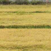 ヒメ日記 2025/09/24 09:38 投稿 ほたる※ニューハーフ 福島♂風俗の神様 郡山店