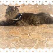 ヒメ日記 2025/03/02 15:08 投稿 ぐみ 池袋あられ