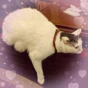 ヒメ日記 2025/04/04 13:10 投稿 みわ 池袋あられ