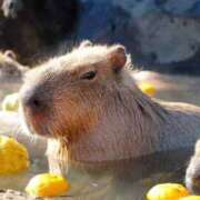 ヒメ日記 2025/04/01 00:53 投稿 セリナ On a best（オンナベスト）