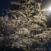 ヒメ日記 2025/03/31 00:09 投稿 ヒナノ On a best（オンナベスト）