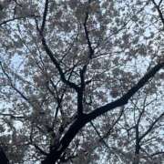 ヒメ日記 2026/03/29 23:34 投稿 ミリ On a best（オンナベスト）