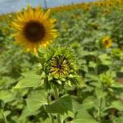 ヒメ日記 2025/07/17 22:03 投稿 マイカ On a best（オンナベスト）