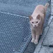 ヒメ日記 2024/12/12 01:59 投稿 フウカ On a best（オンナベスト）