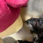 ヒメ日記 2024/12/14 15:49 投稿 フウカ On a best（オンナベスト）