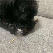 ヒメ日記 2024/12/26 13:29 投稿 フウカ On a best（オンナベスト）