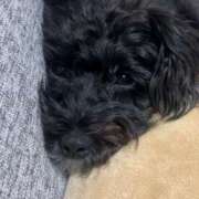 ヒメ日記 2025/01/05 23:49 投稿 フウカ On a best（オンナベスト）