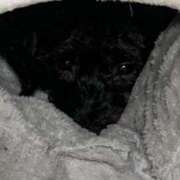 ヒメ日記 2025/01/15 11:49 投稿 フウカ On a best（オンナベスト）