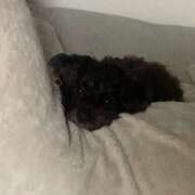 ヒメ日記 2025/01/25 15:49 投稿 フウカ On a best（オンナベスト）