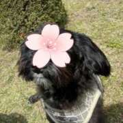 ヒメ日記 2025/04/16 22:46 投稿 フウカ On a best（オンナベスト）