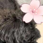 ヒメ日記 2025/04/27 23:59 投稿 フウカ On a best（オンナベスト）