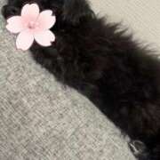 ヒメ日記 2025/04/29 22:49 投稿 フウカ On a best（オンナベスト）