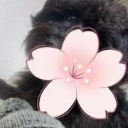 ヒメ日記 2025/05/11 22:39 投稿 フウカ On a best（オンナベスト）