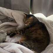 ヒメ日記 2025/08/14 23:28 投稿 酒井歩(あゆみ) 東京不倫～とうきょうふりん～