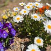 ヒメ日記 2025/04/11 12:25 投稿 真白こゆき（ましろこゆき） 桃色奥様(佐賀)