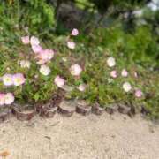 ヒメ日記 2025/06/13 09:55 投稿 真白こゆき（ましろこゆき） 桃色奥様(佐賀)