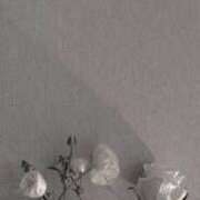 ヒメ日記 2026/02/12 14:31 投稿 リノ ラブコレクション